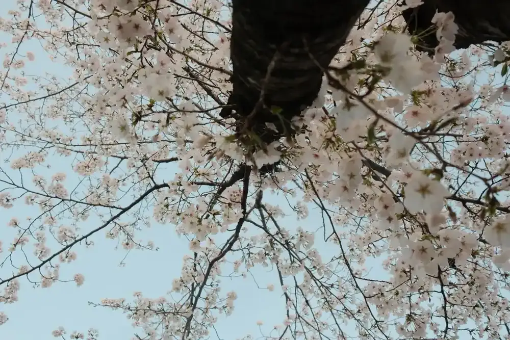 Une branche en fleurs sur fond de ciel printanier