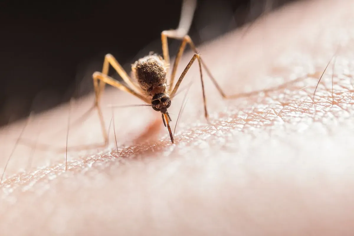 Gros plan d'un moustique sur la peau
